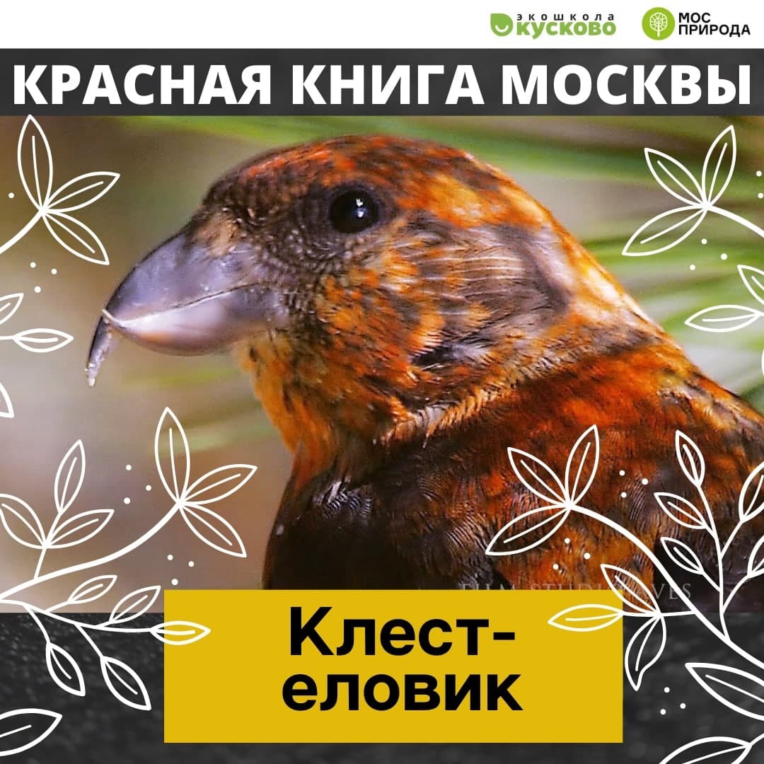 В экоцентре «Экошкола Кусково» рассказали про редкую птицу 