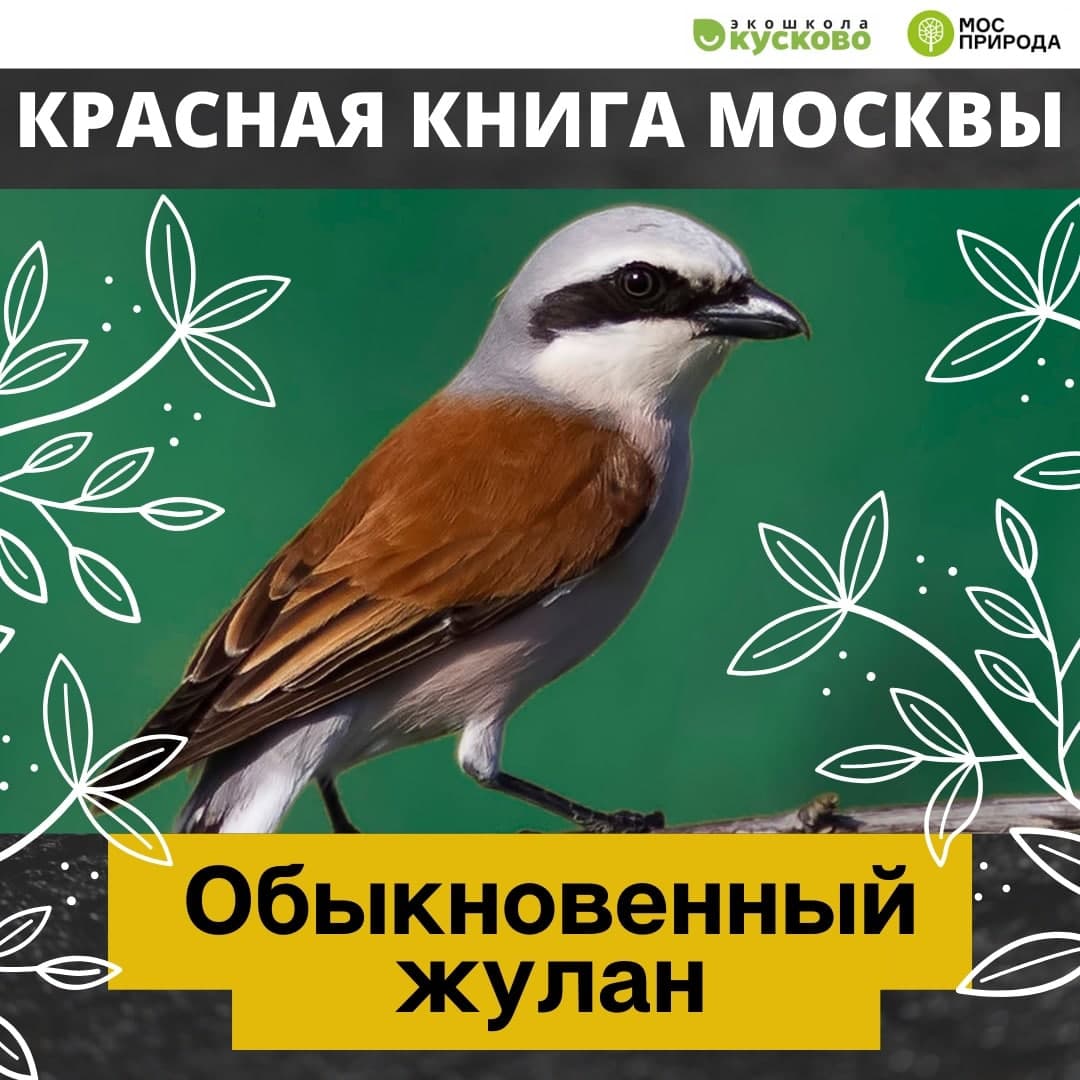 Факты о редкой птице из Красной книги Москвы появился в «Экошколе Кусково» 